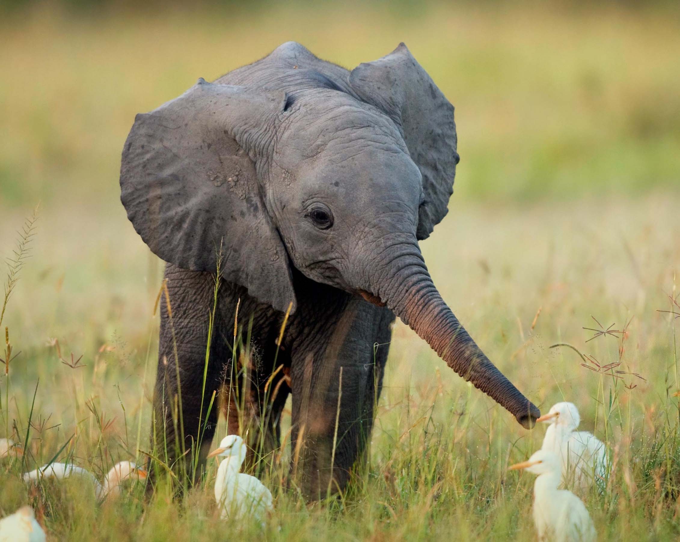 sfondi adorabili amici,elefante,animale terrestre,elefanti e mammut,natura,elefante africano