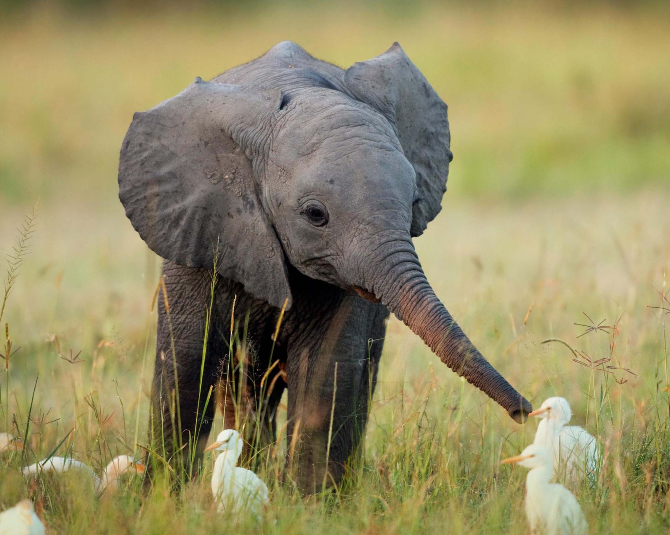 schöne freunde tapeten,elefant,landtier,elefanten und mammuts,tierwelt,afrikanischer elefant