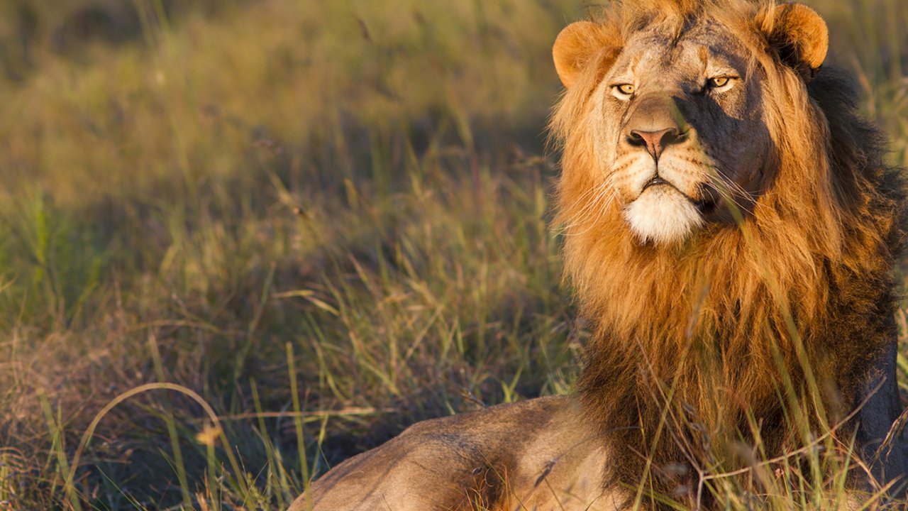 beaux fonds d'écran d'amis,lion,faune,animal terrestre,cheveux,lion masai