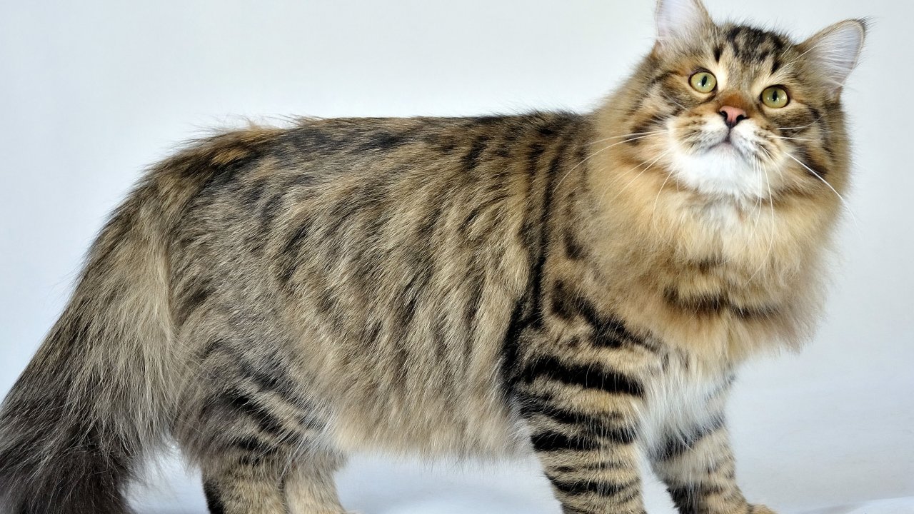 sfondi adorabili amici,gatto,gatti di piccola e media taglia,felidae,barba,gatto soriano