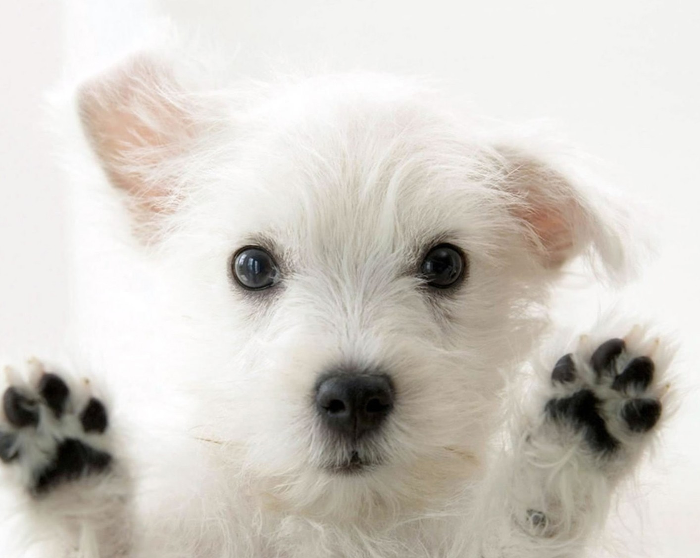 schöne freunde tapeten,hund,hündchen,maltesisch,west highland white terrier,begleithund