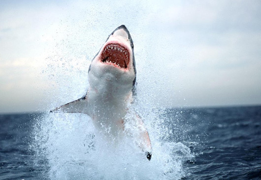 beaux fonds d'écran d'amis,grand requin blanc,requin,poisson cartilagineux,poisson,requin tigre