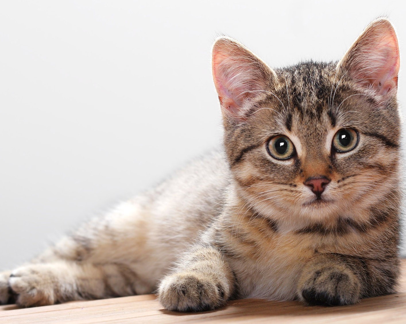 beaux fonds d'écran d'amis,chat,chats de petite à moyenne taille,moustaches,félidés,chat tigré