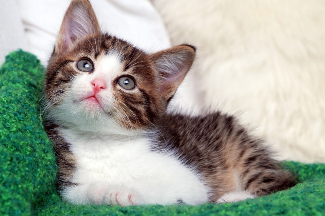 sfondi adorabili amici,gatto,gatti di piccola e media taglia,felidae,barba,gattino