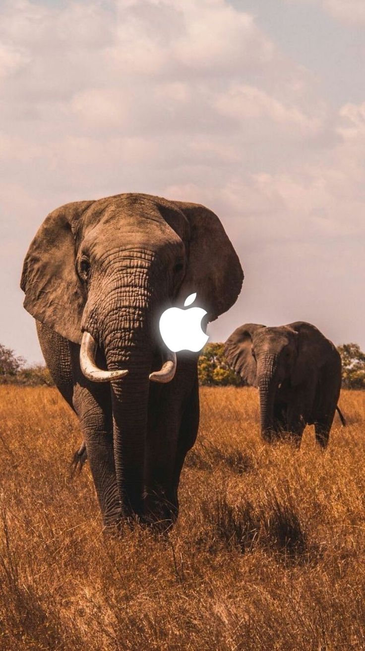download wallpaper jam,elefant,elefanten und mammuts,landtier,tierwelt,indischer elefant