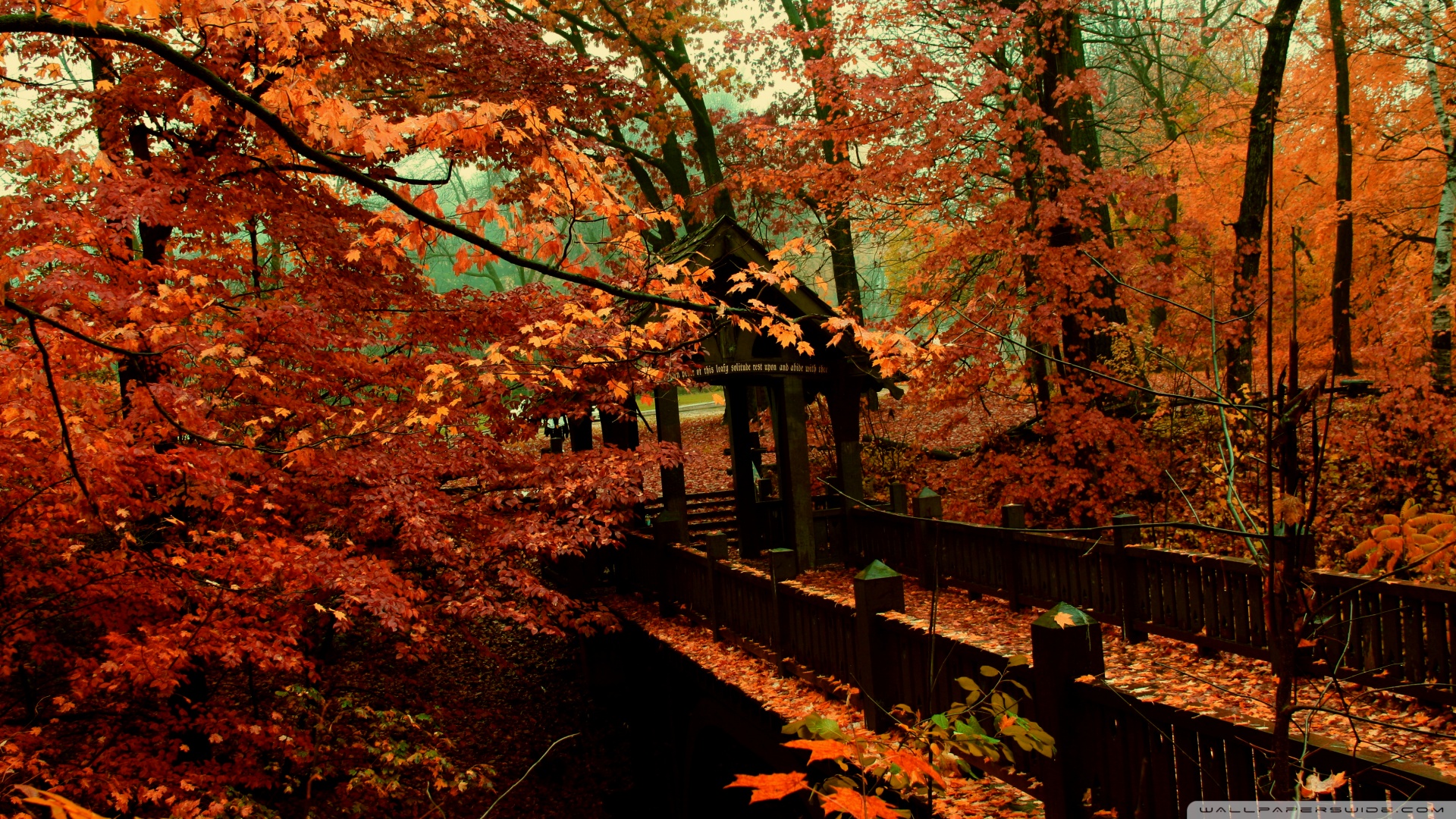 carta da parati scena d'amore,albero,natura,paesaggio naturale,foglia,autunno