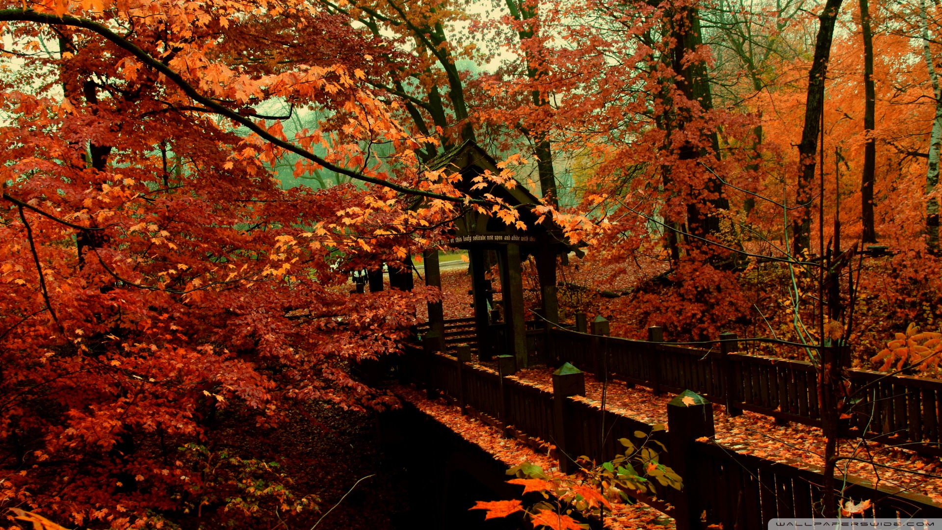 liebesszene tapete,baum,natur,natürliche landschaft,blatt,herbst