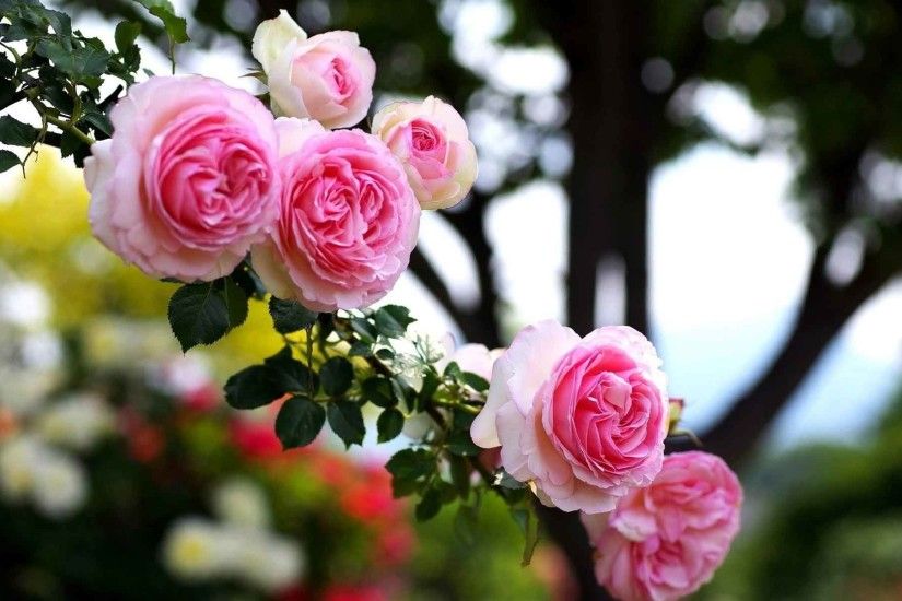 愛に関連する壁紙,花,開花植物,庭のバラ,ピンク,工場