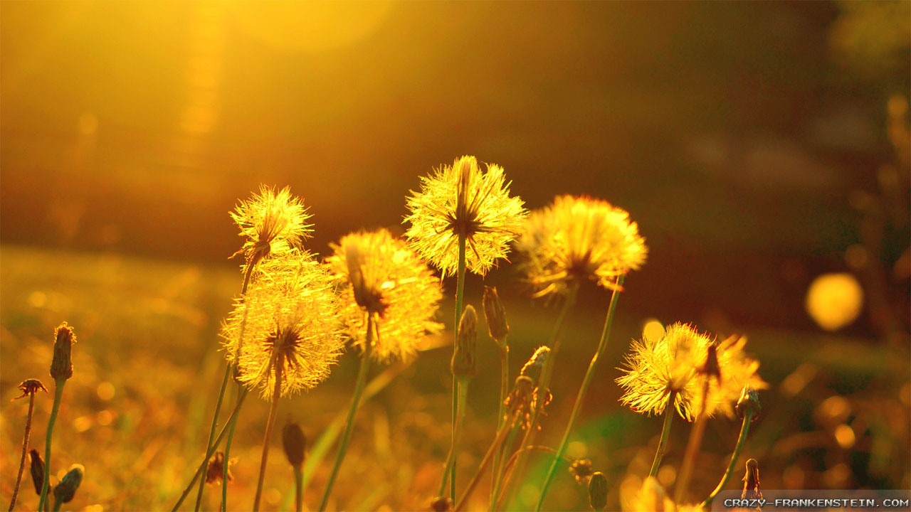 fond d'écran de scène d'amour,fleur,la nature,jaune,plante,pissenlit