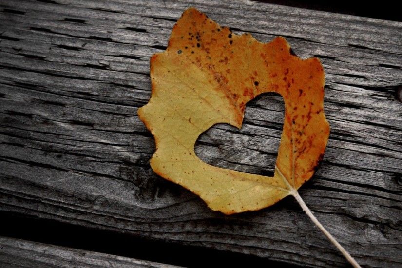 carta da parati legata all'amore,foglia,albero,legna,foglia di acero,ruggine