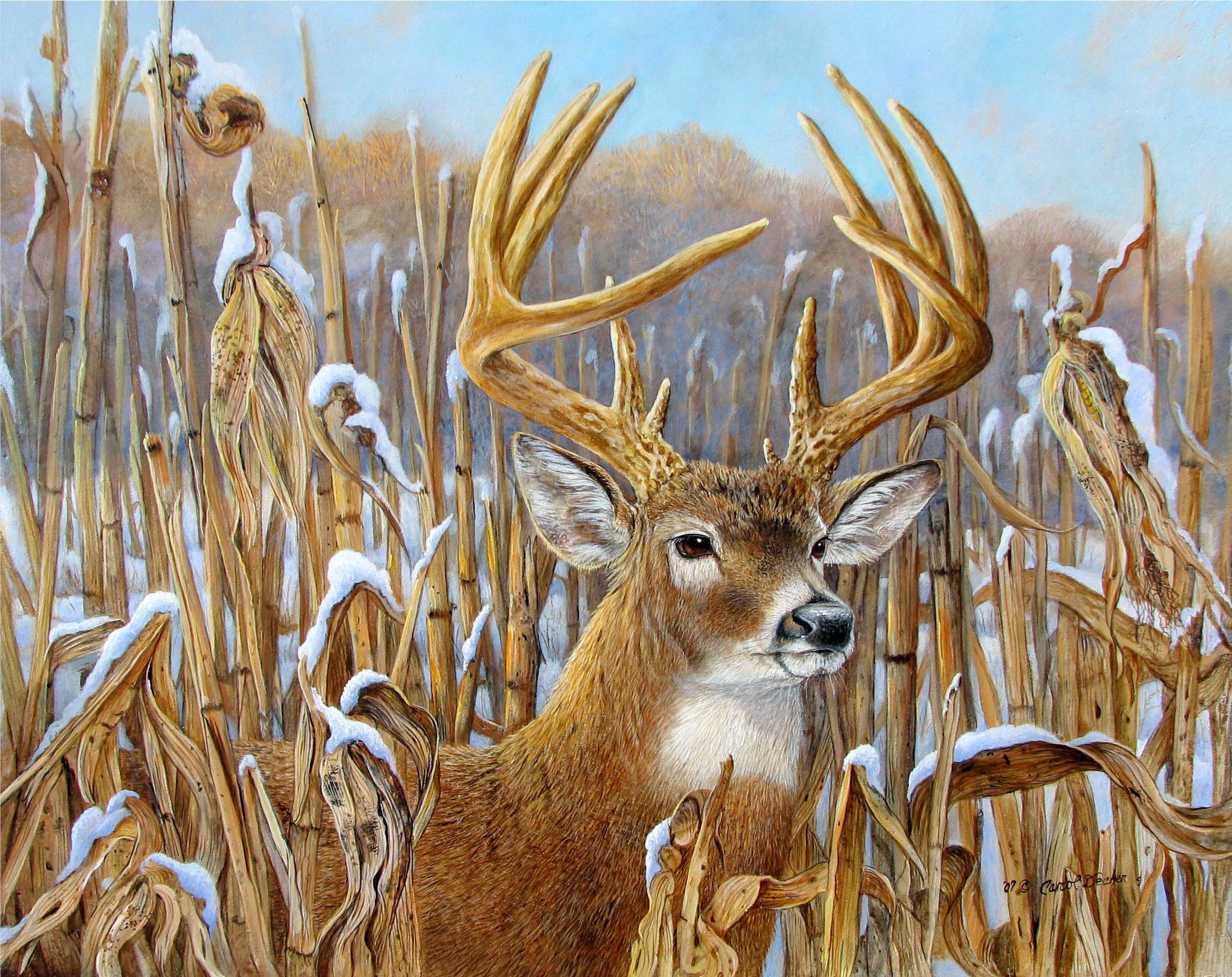 buck wallpaper,vertebrate,mammal,deer,wildlife,white tailed deer