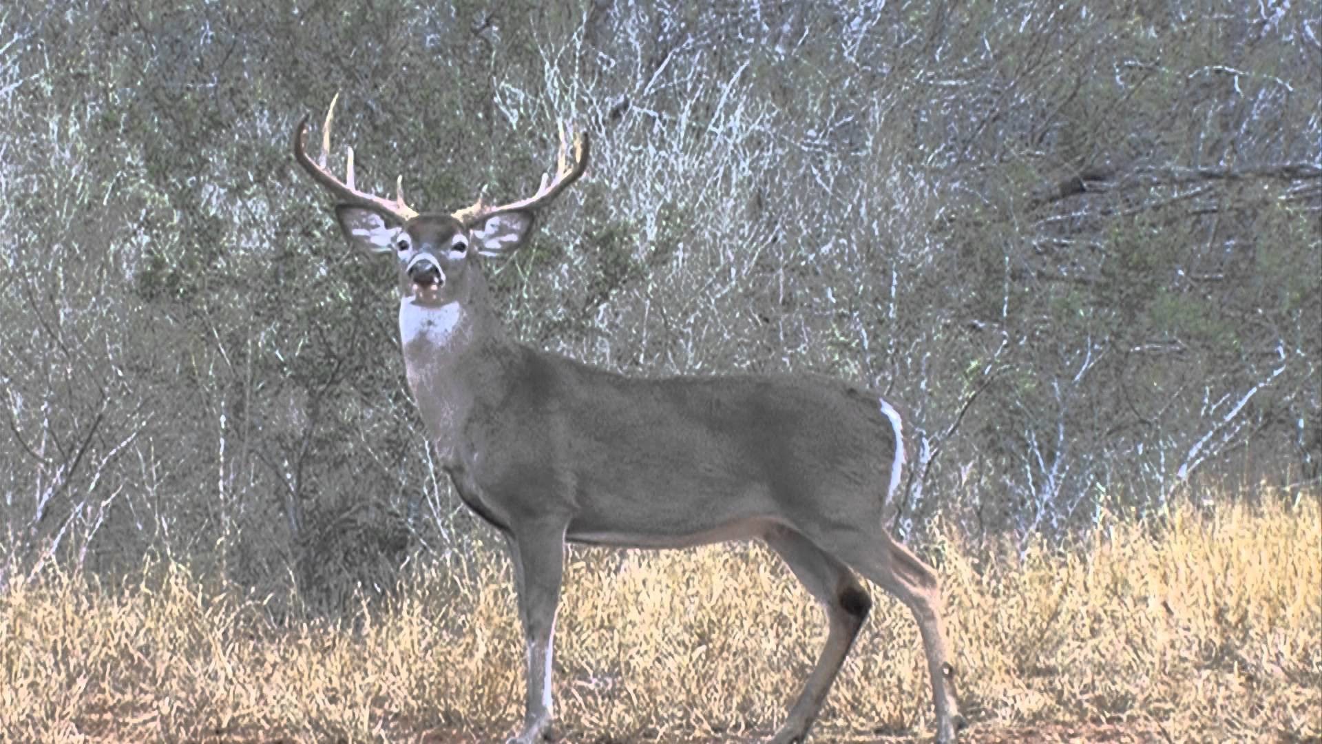 carta da parati buck,natura,cervo,renna,ramificazione,corno