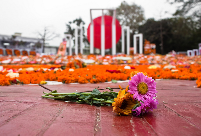 21 de febrero fondo de pantalla,flor,margarita barberton,gerbera,planta,pétalo