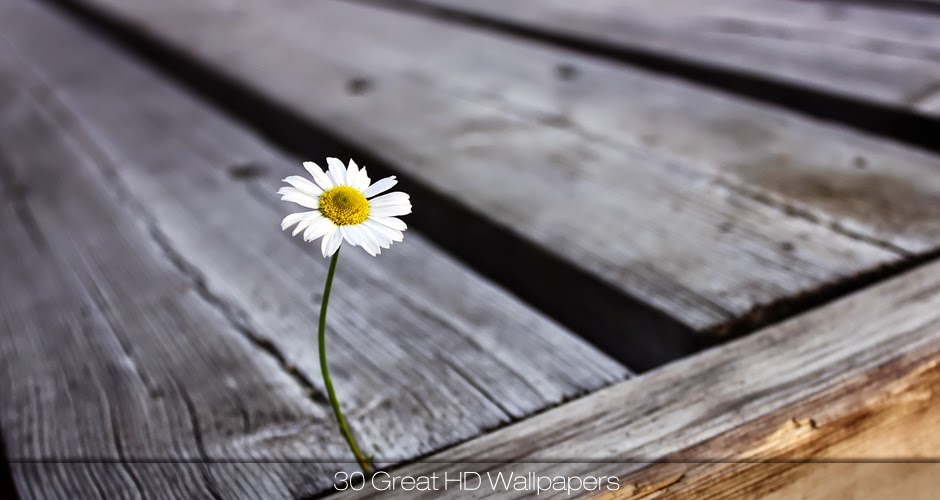 wallpaper 1336 x 768 hd,daisy,flower,oxeye daisy,chamomile,camomile