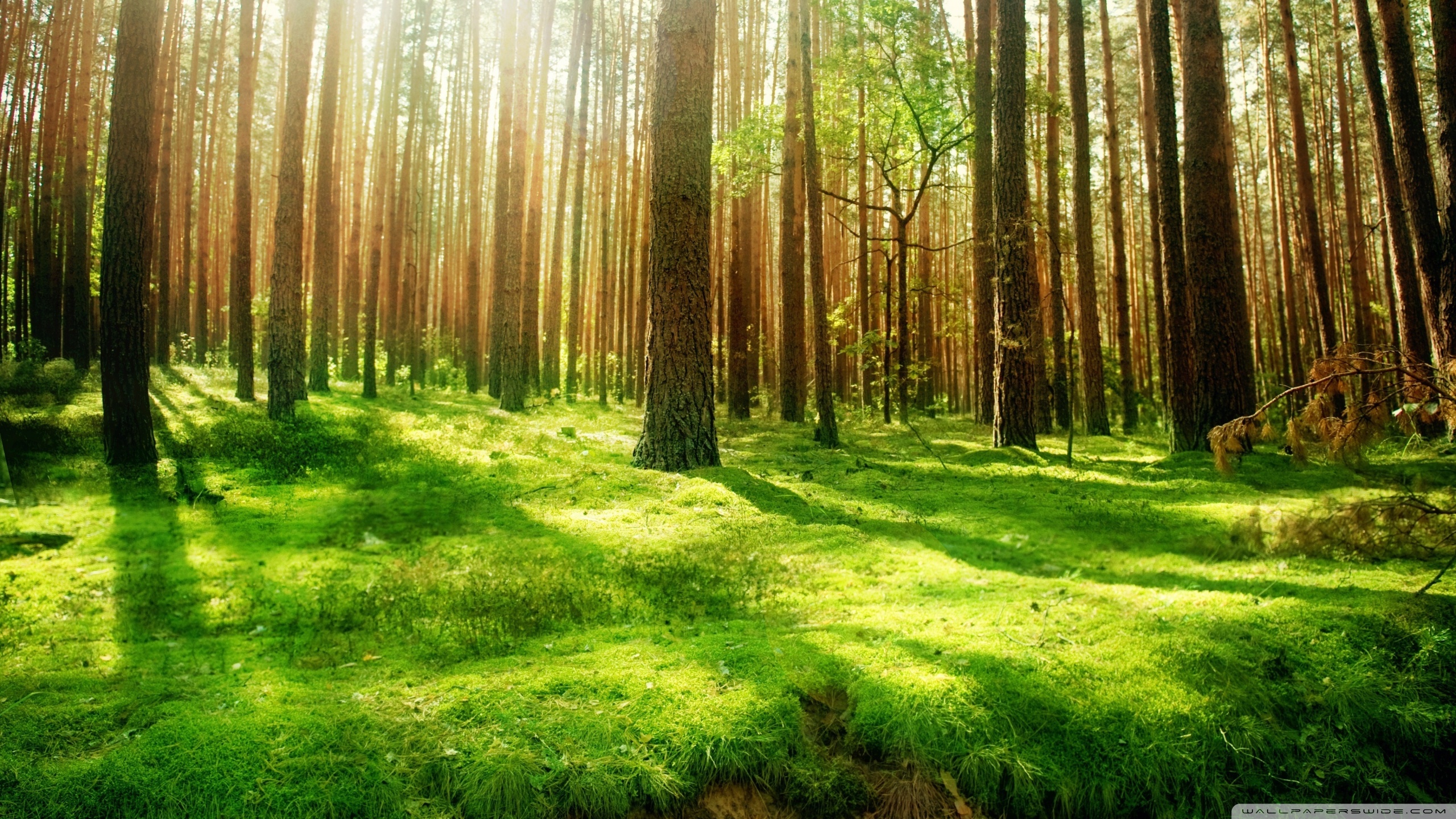fond d'écran haute résolution 2560x1440,paysage naturel,arbre,la nature,forêt,des bois