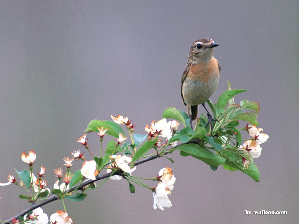 fond d'écran de branche,oiseau,oiseau perchoir,bouvreuil,printemps,plante