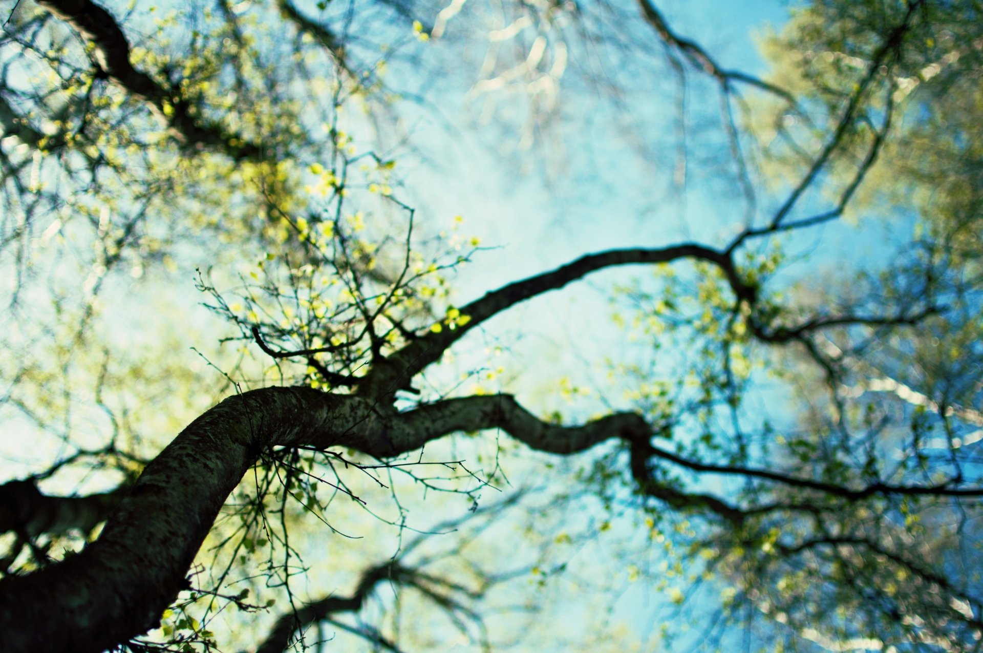branch wallpaper,branch,tree,nature,natural landscape,sky