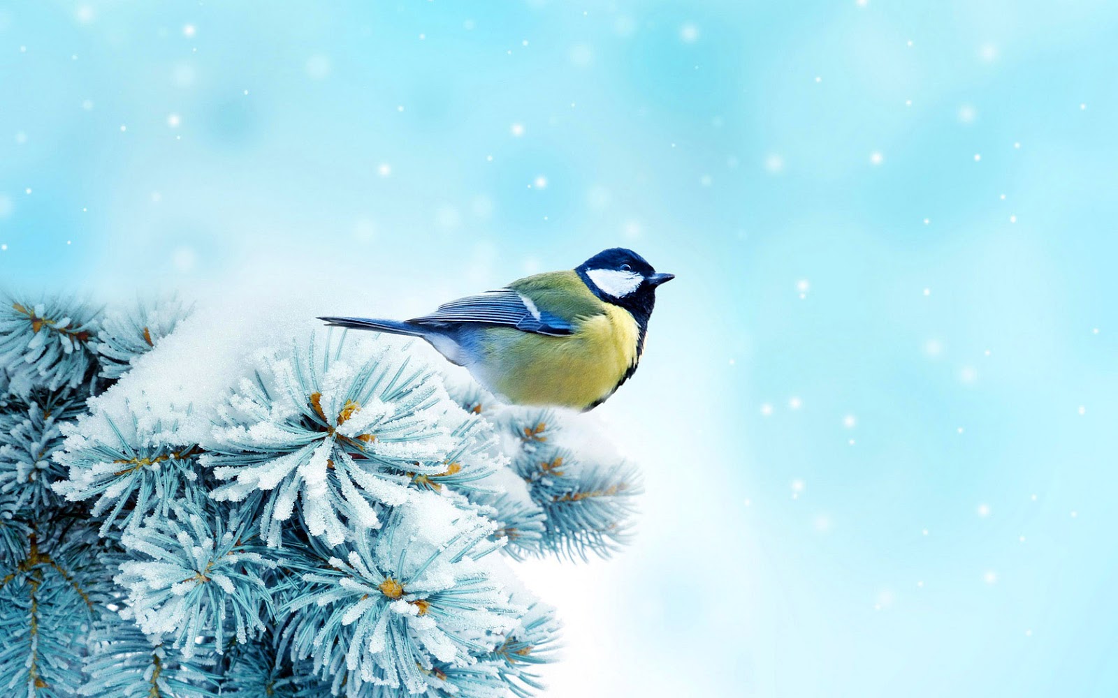 branch wallpaper,bird,blue,songbird,jay,beak