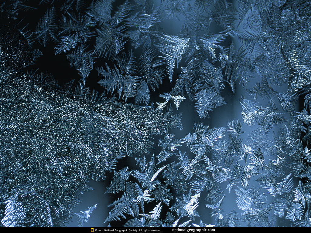 célèbre fond d'écran hd,gel,l'eau,gelé,hiver,arbre