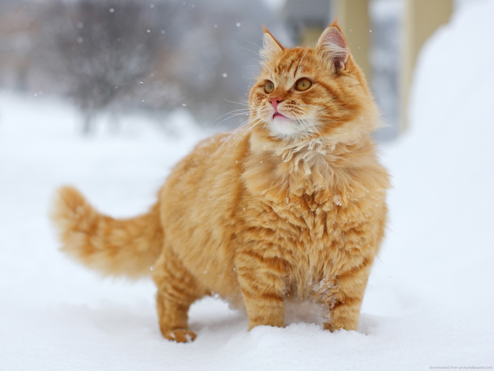 rss 벽지 다운로드,고양이,중소형 고양이,felidae,구레나룻,얼룩 고양이