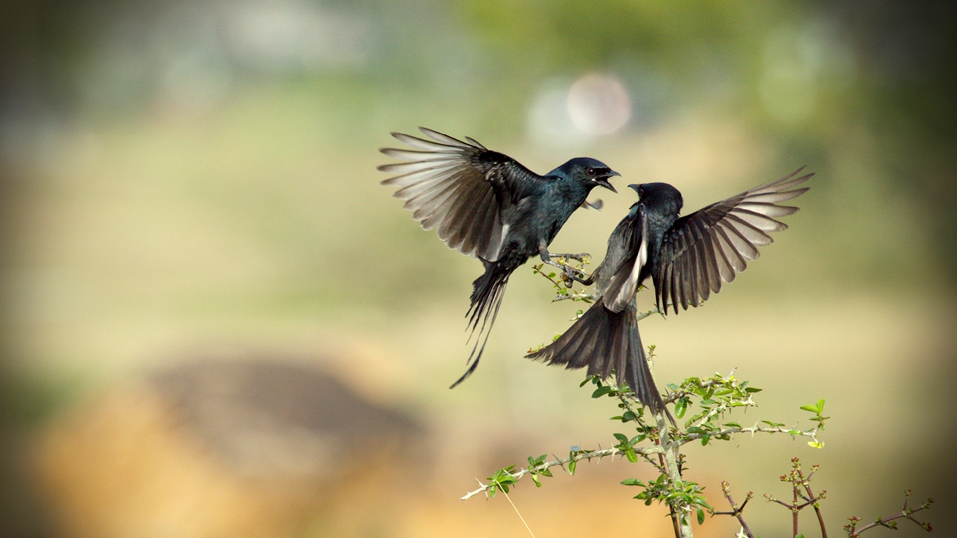 download di sfondi hq,uccello,ala,natura,rondine europea,kingbird orientale