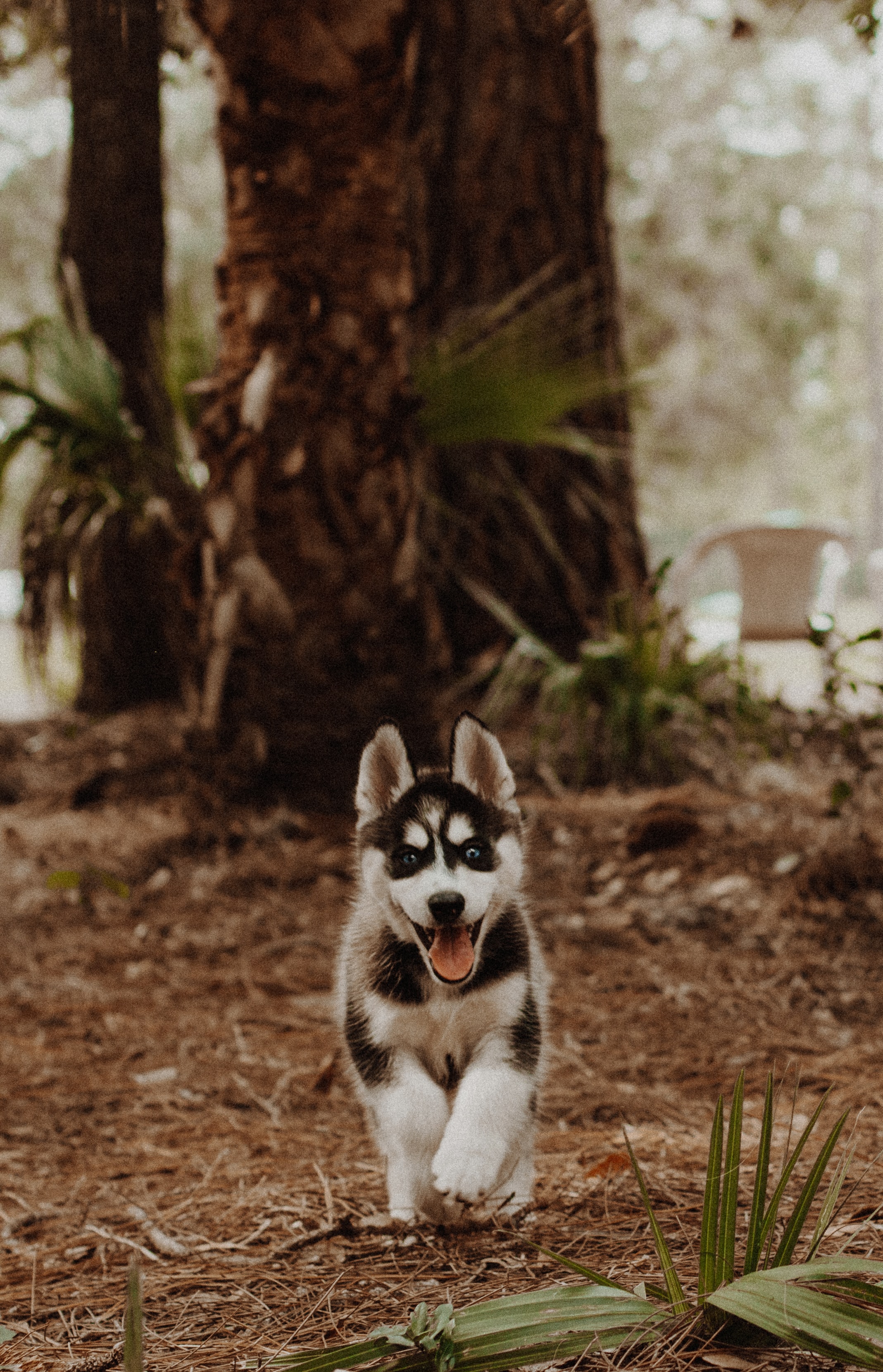 hq wallpaper herunterladen,sibirischer husky,hund,alaskan malamute,landtier,wolfshund