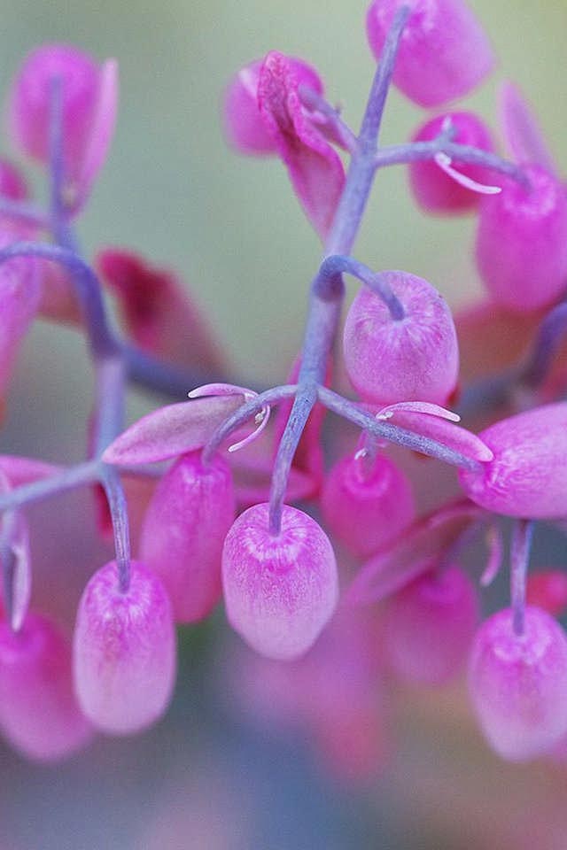 descarga de fondo de pantalla hq,rosado,flor,planta,púrpura,lila