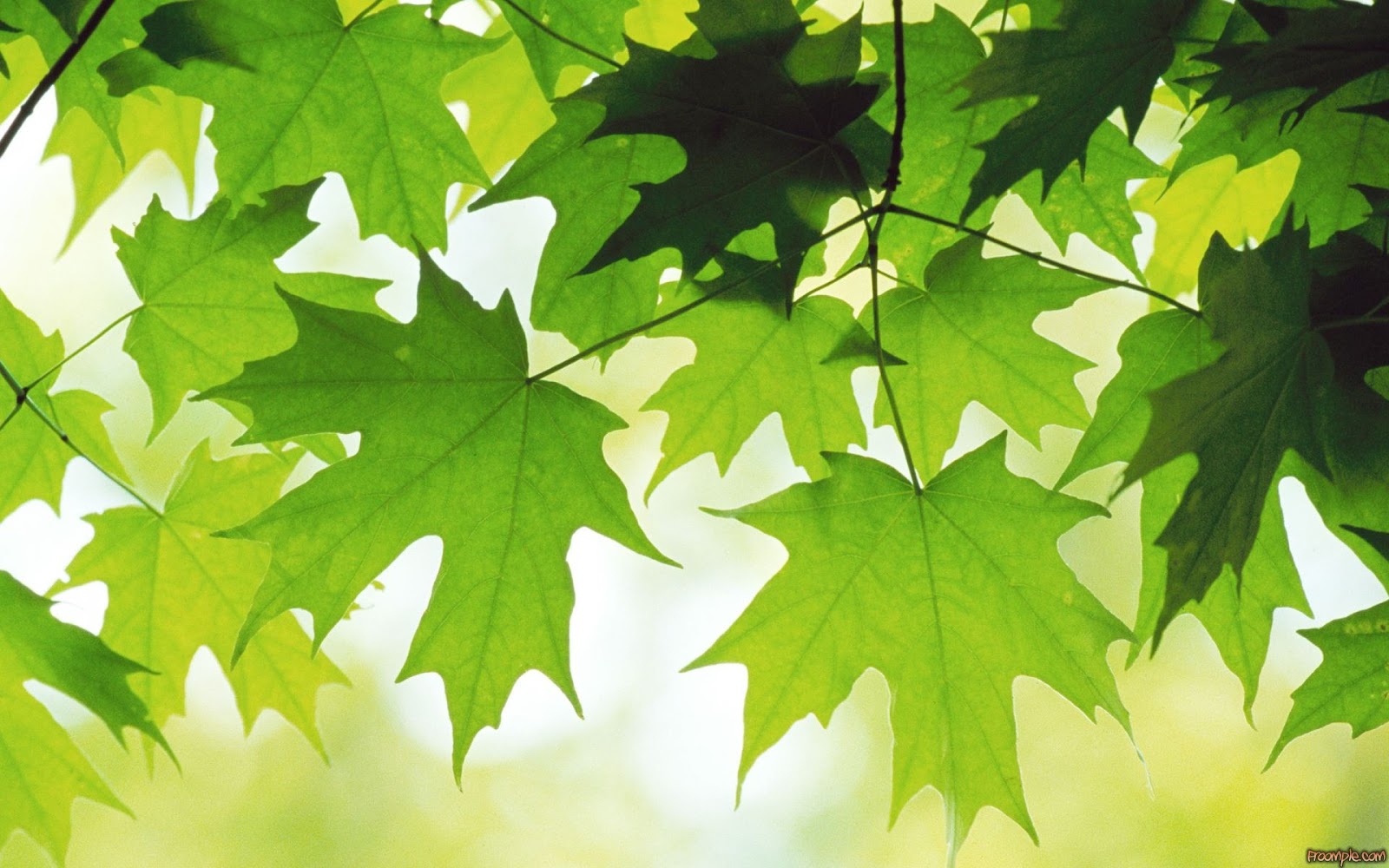 best wallpapers of all time,leaf,black maple,tree,green,maple leaf