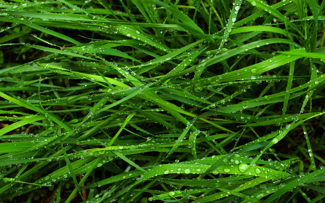 wallpaper good for eyes,terrestrial plant,green,grass,plant,leaf