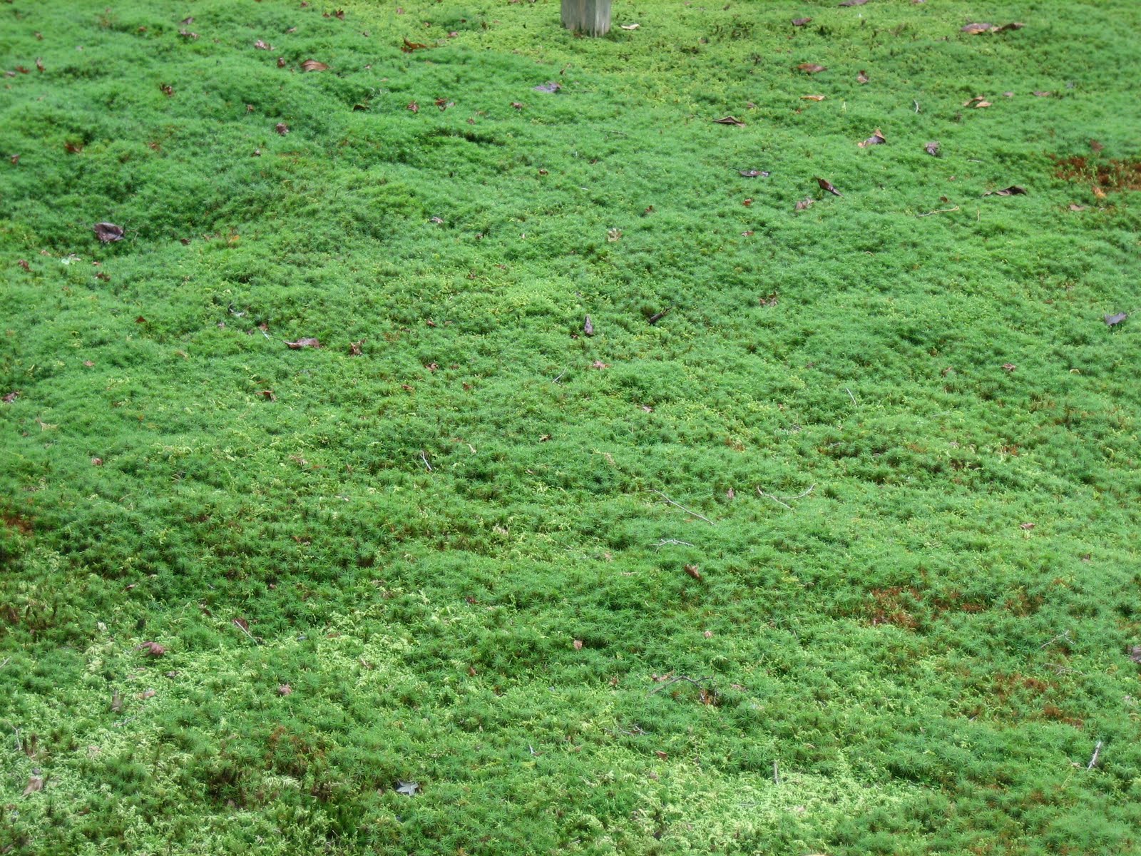 carta da parati buona per gli occhi,verde,prato,erba,groundcover,prateria