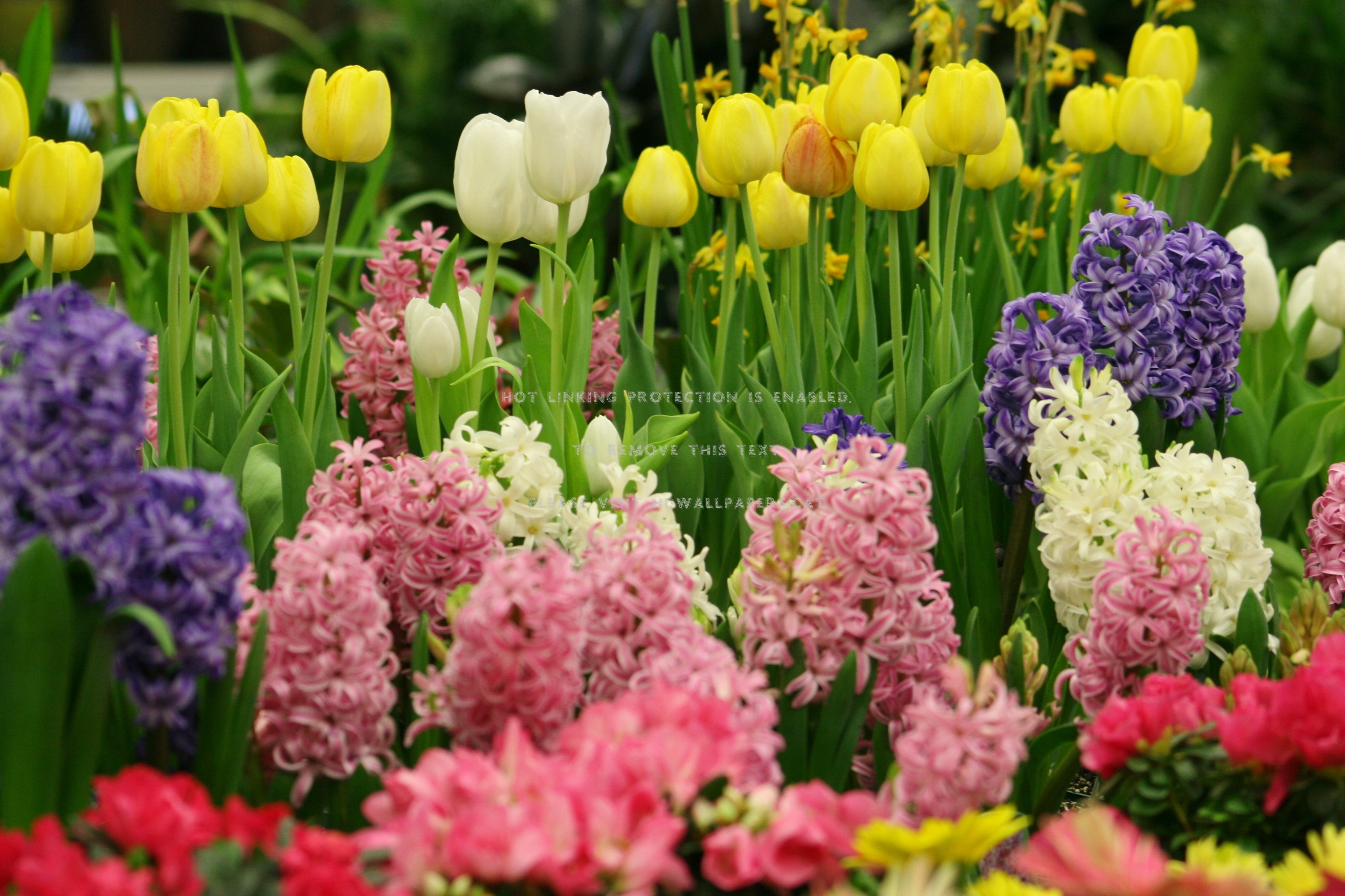 fühlen sie sich glücklich tapete,blume,hyazinthe,blühende pflanze,pflanze,tulpe