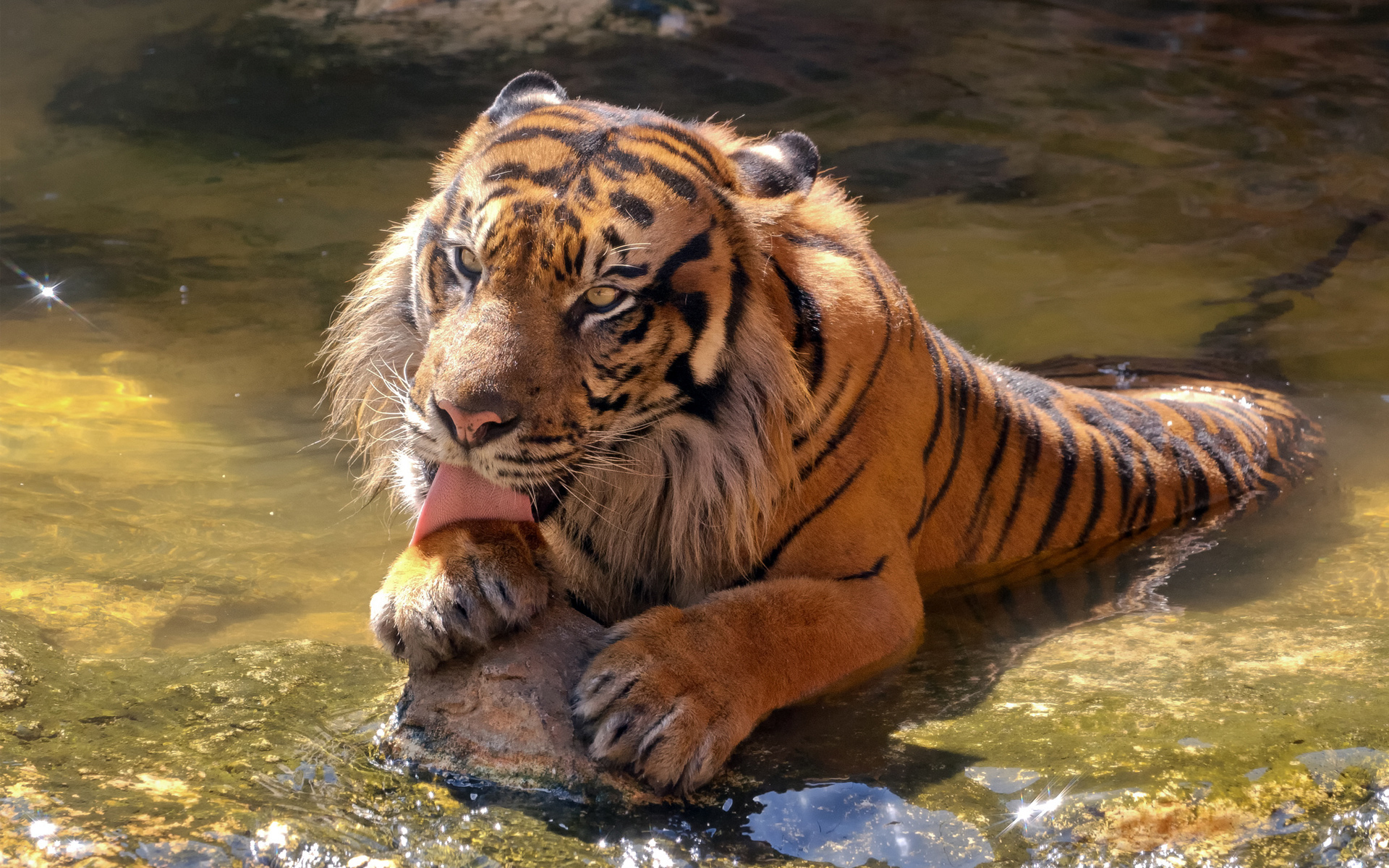 horribles fonds d'écran hd,tigre,animal terrestre,faune,tigre du bengale,tigre de sibérie