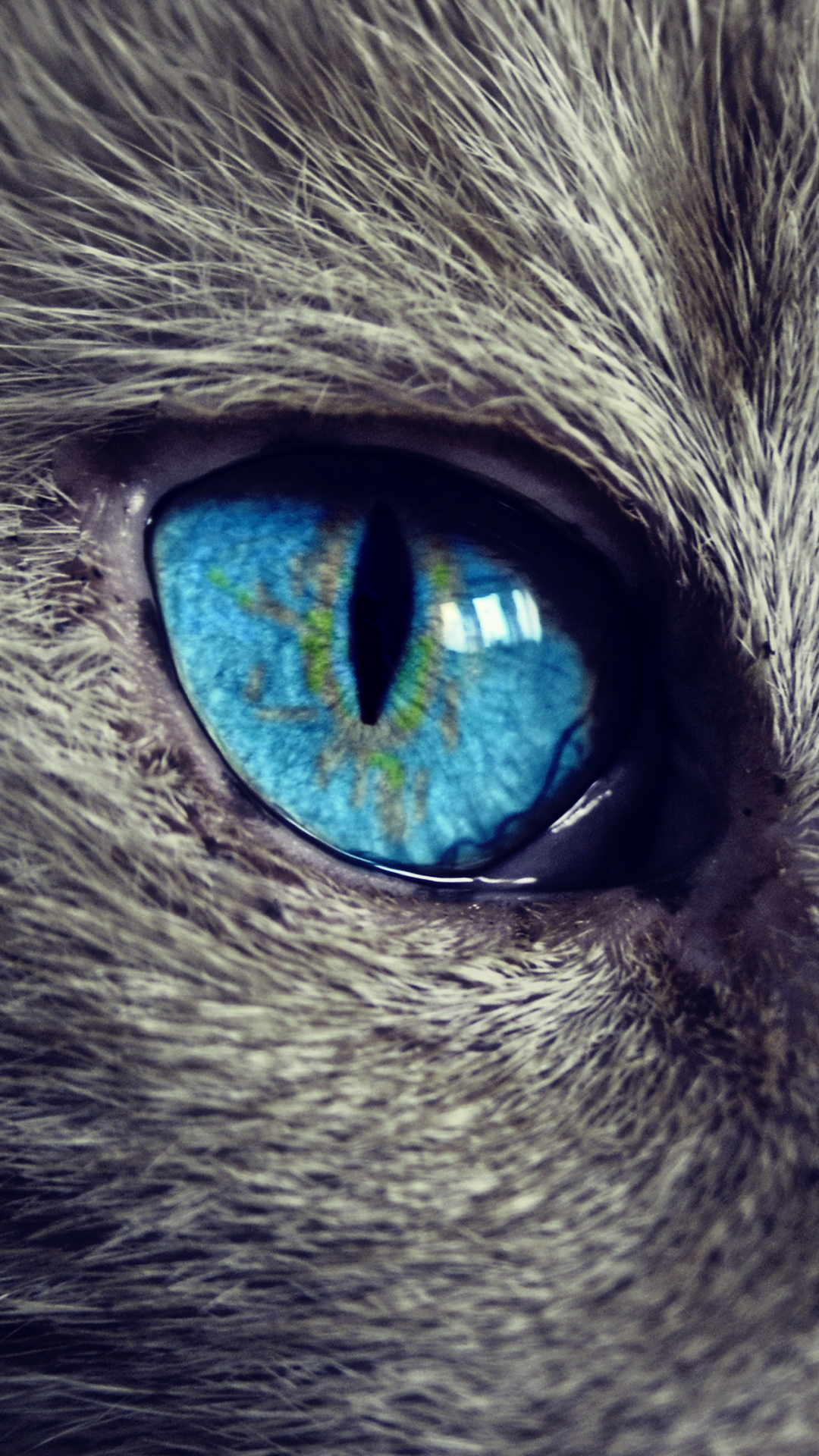 fondo de pantalla de ojos para móvil,ojo,azul,de cerca,iris,verde