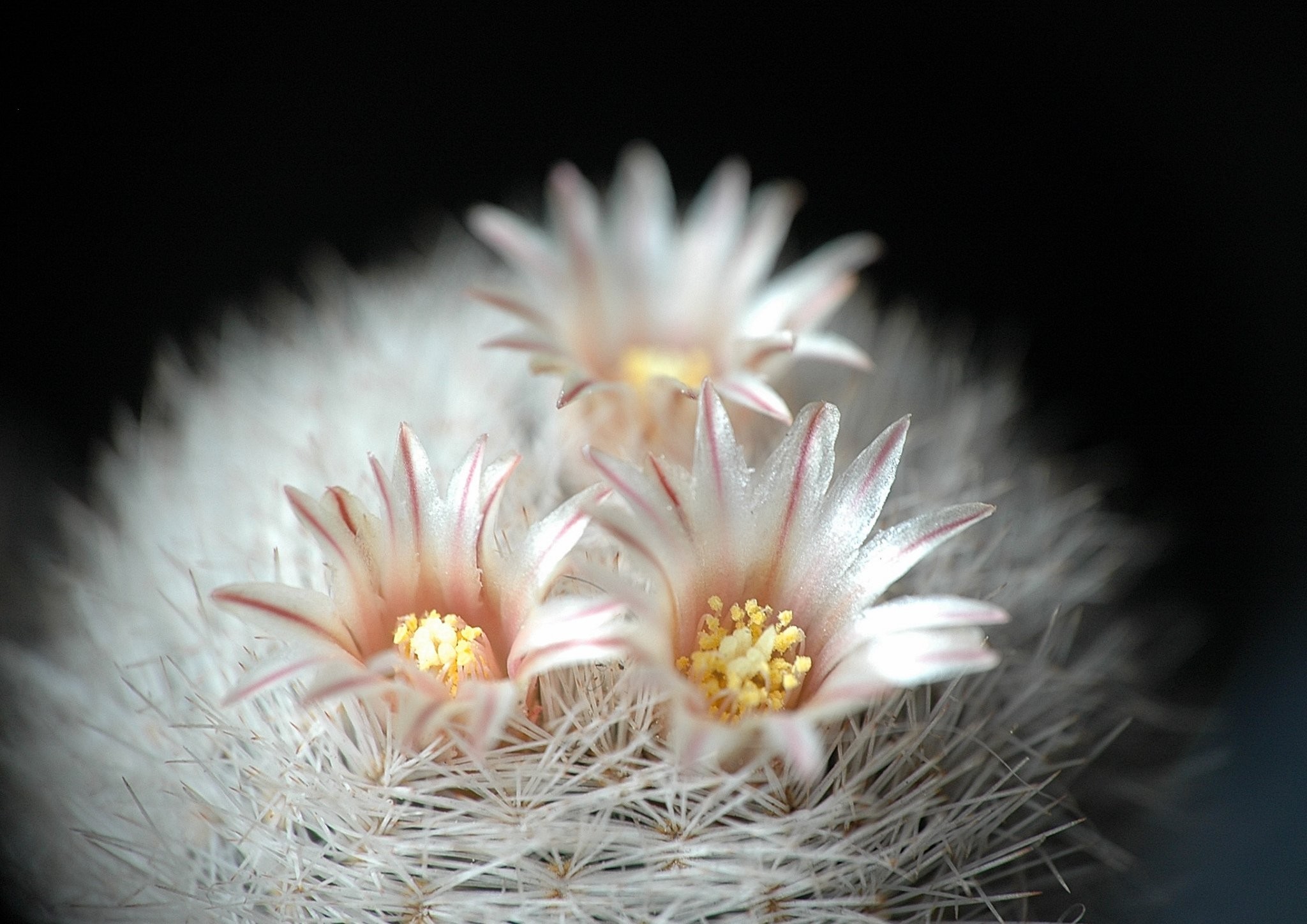 モバイル用の新鮮な壁紙,白い,花,工場,閉じる,静物写真