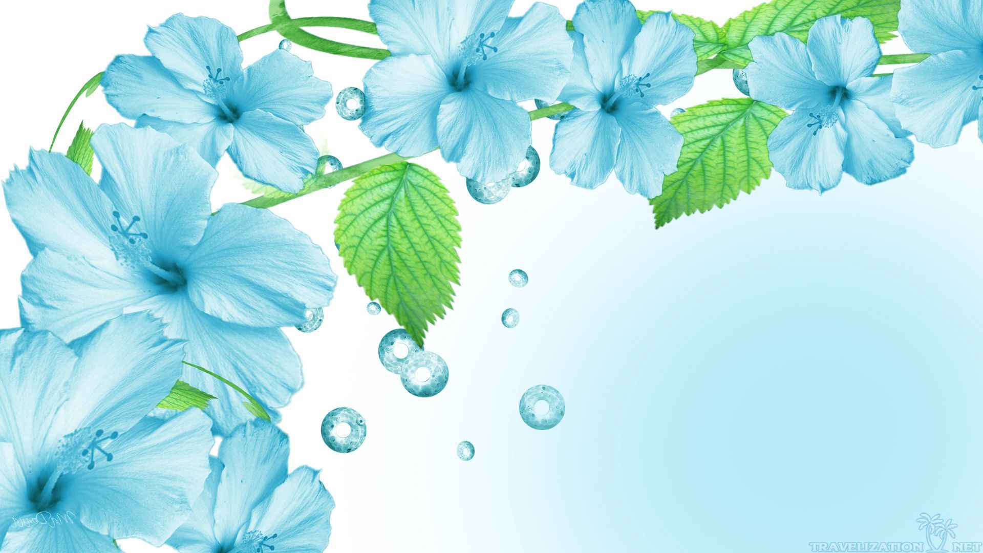 fondo de pantalla fresco hd,azul,pétalo,flor,hoja,planta