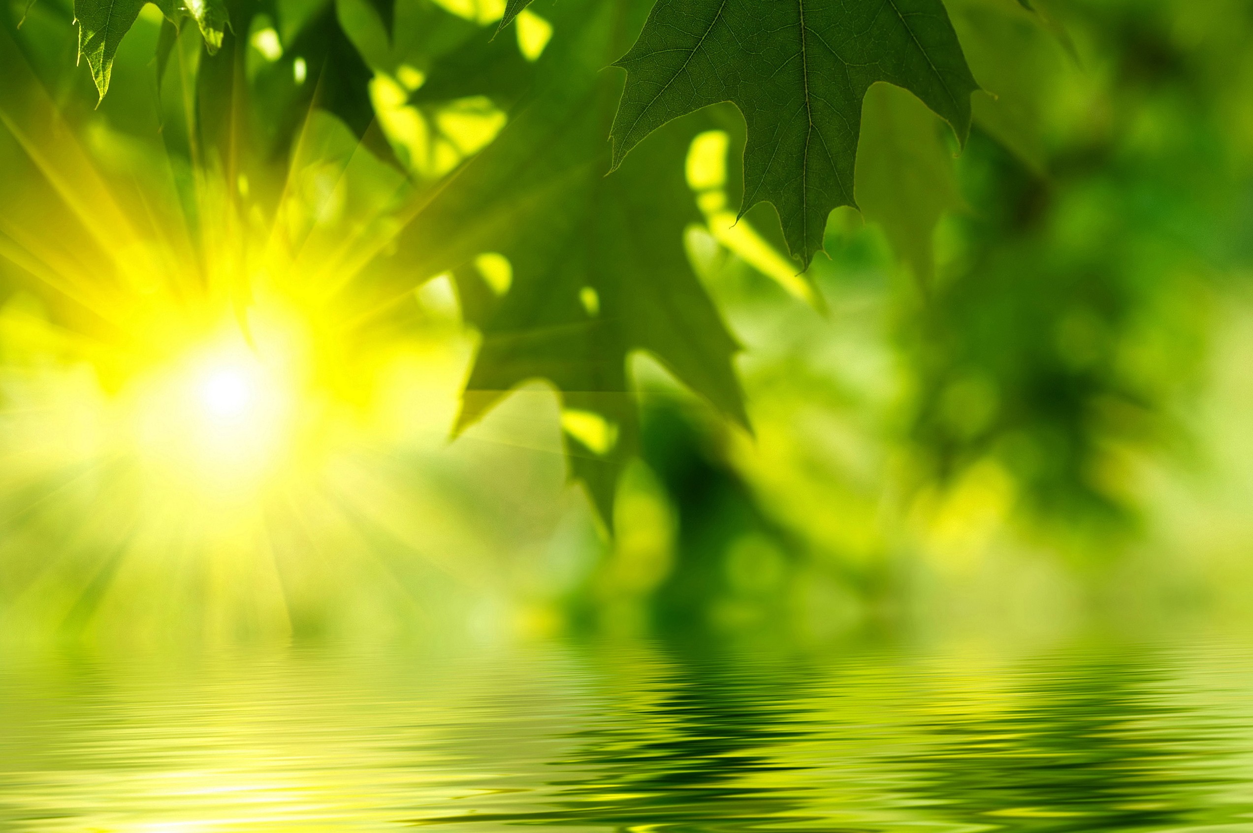 fond d'écran frais hd,vert,la nature,l'eau,feuille,lumière du soleil