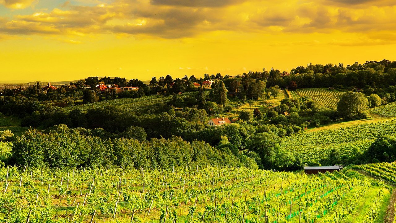 frische tapete für handy,natur,natürliche landschaft,feld,himmel,landwirtschaft