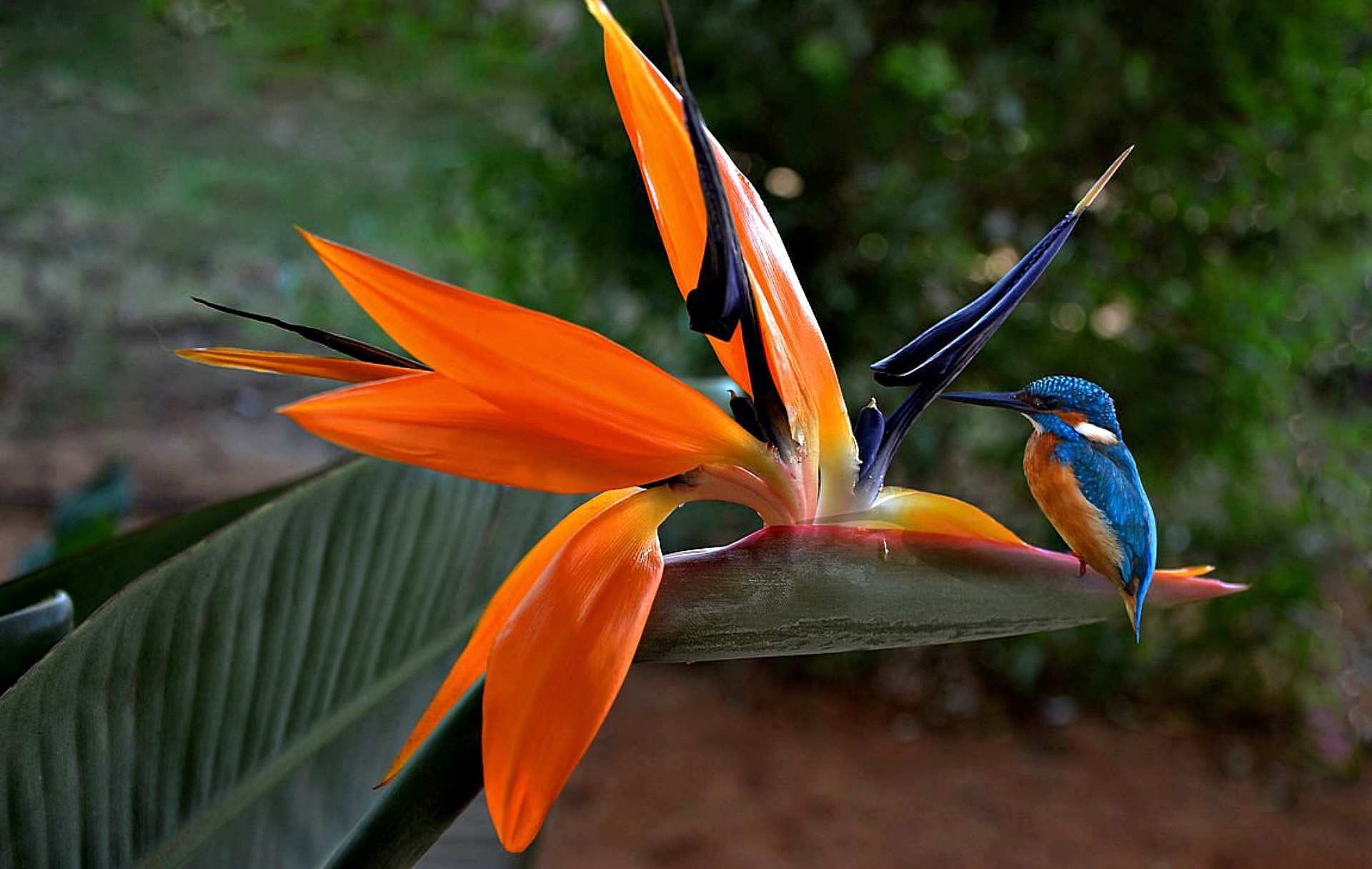 fondo de pantalla fresco hd,ave del paraiso,pájaro,flor,planta,heliconia