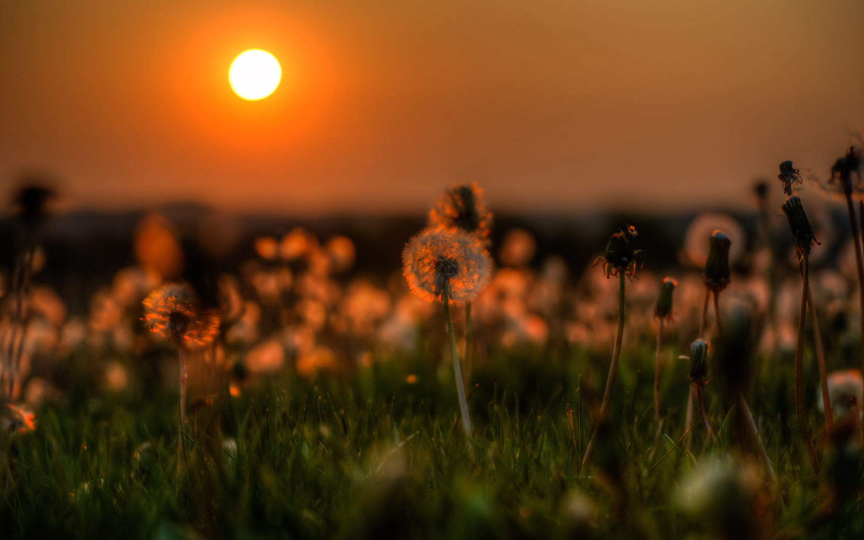 stimmung wallpaper herunterladen,himmel,sonne,sonnenuntergang,gras,orange