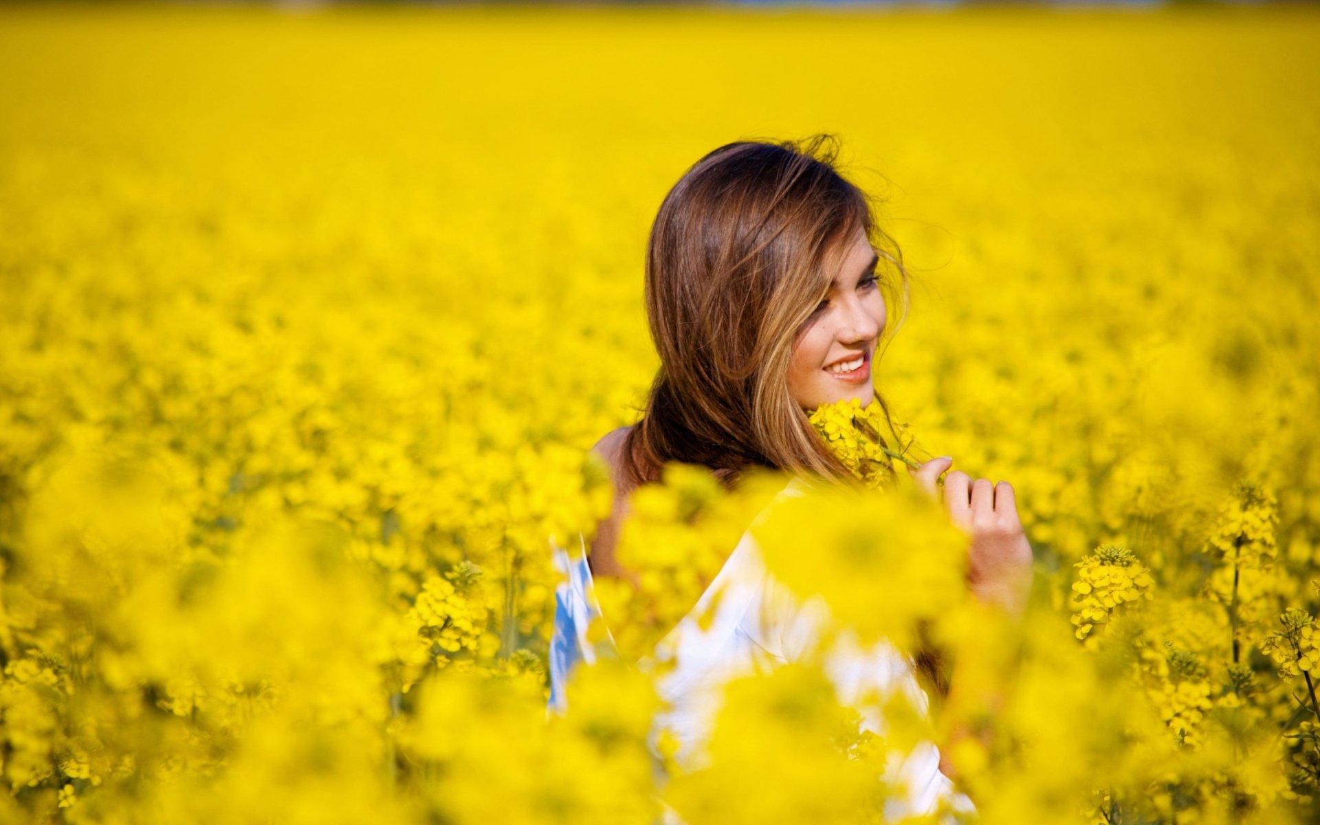 download di sfondi umore,giallo,canola,campo,pianta,mostarda