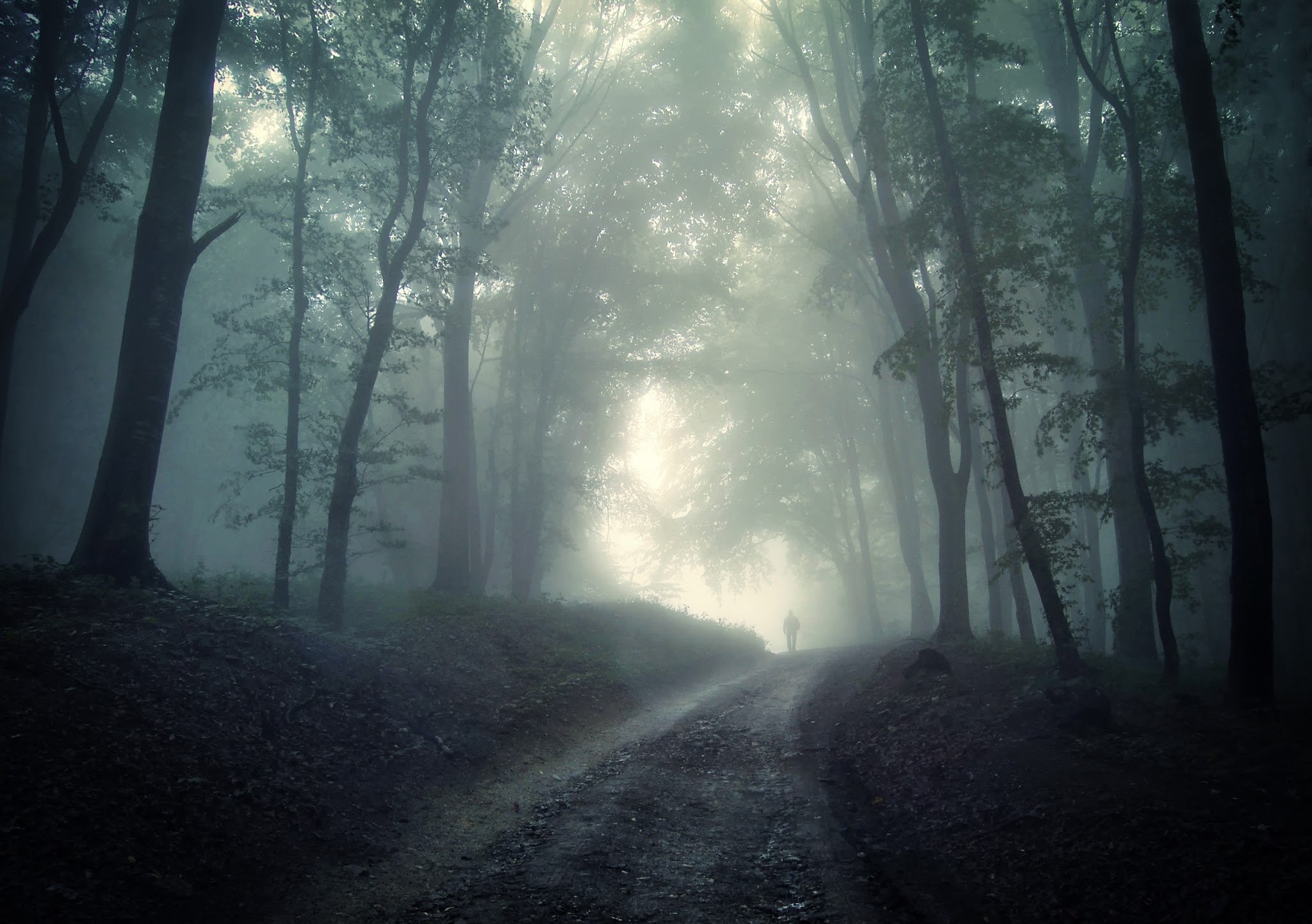 carta da parati di umore triste,natura,nebbia,nebbia,atmosfera,albero