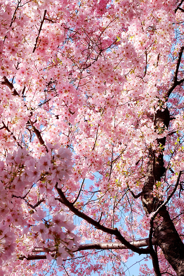fond d'écran sakura iphone,fleur,fleur,plante,arbre,printemps