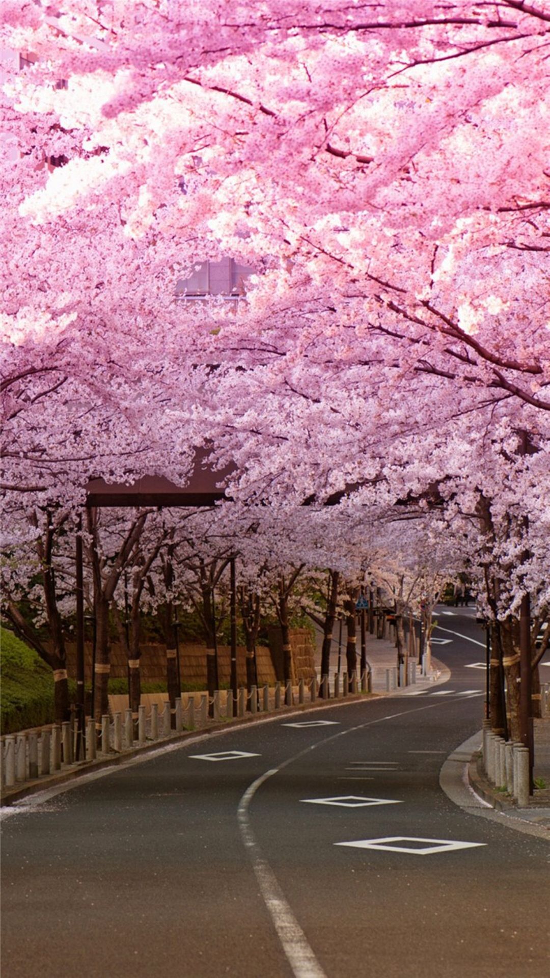 carta da parati sakura iphone,fiore,albero,fiorire,fiore di ciliegio,primavera