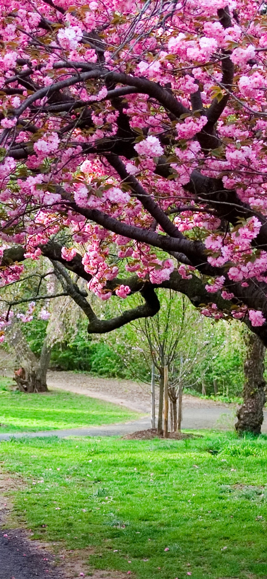 sakura wallpaper iphone,tree,flower,plant,blossom,spring