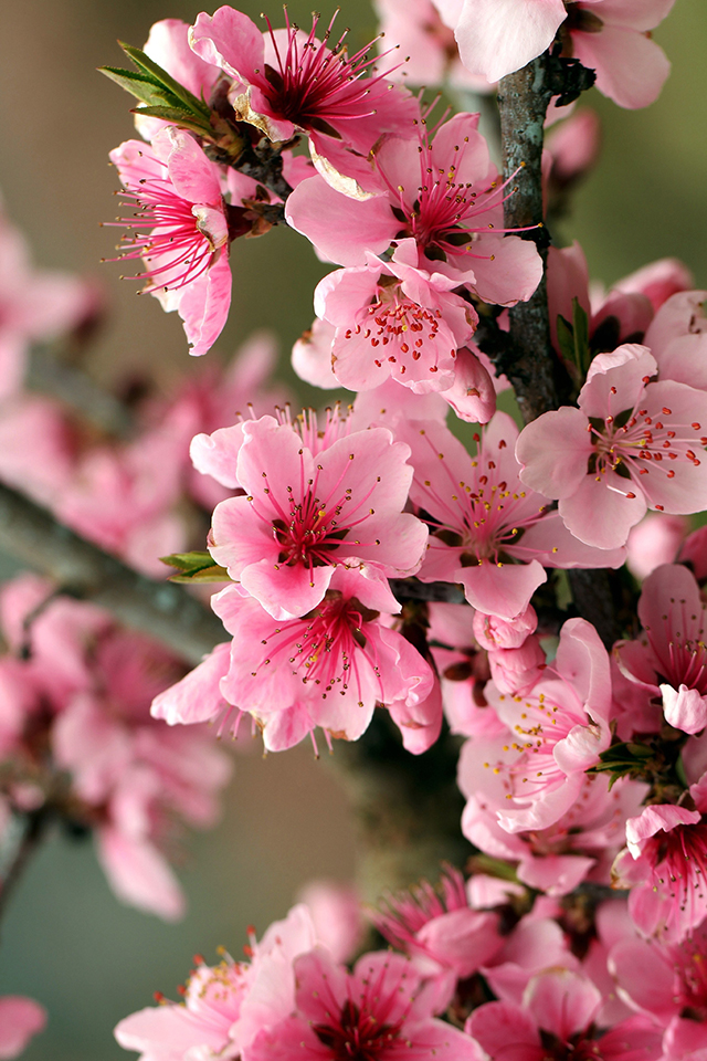 carta da parati sakura iphone,fiore,pianta fiorita,petalo,rosa,pianta
