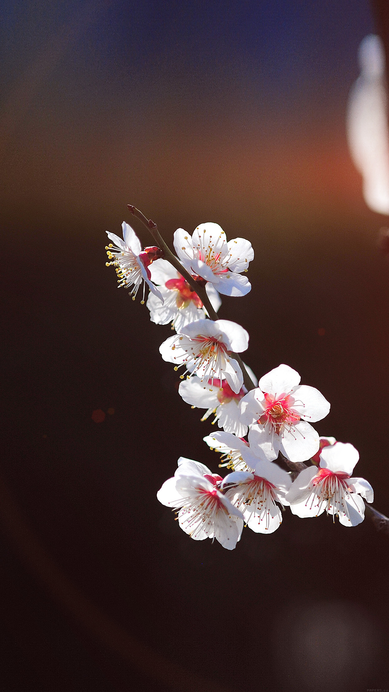 sakura wallpaper iphone,flower,blossom,cherry blossom,spring,plant