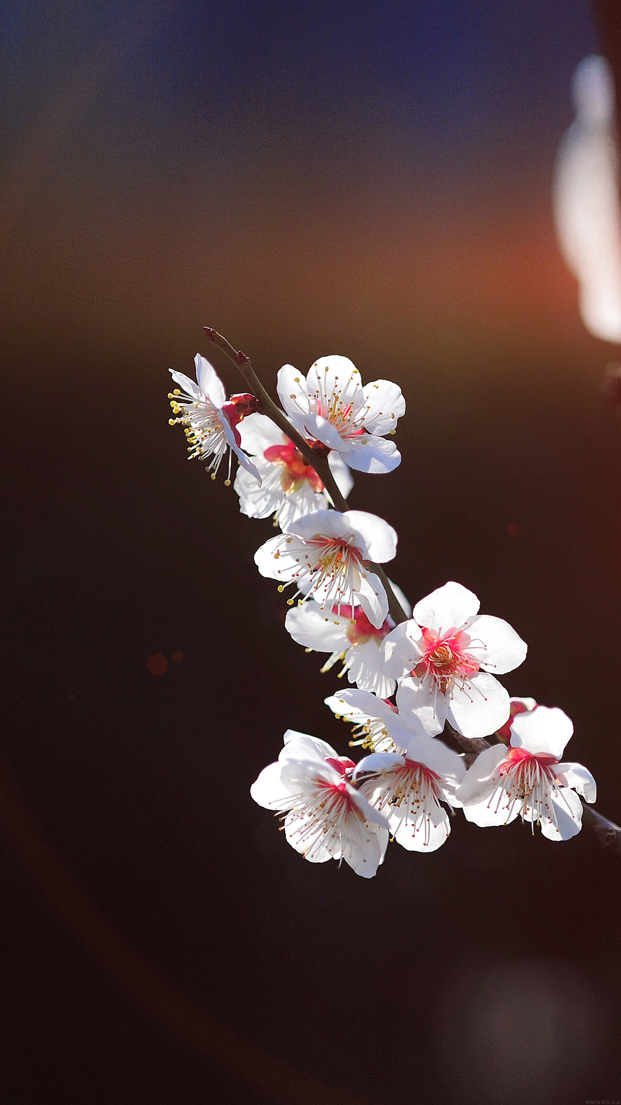 sakura fondos de pantalla iphone,flor,florecer,flor de cerezo,primavera,planta