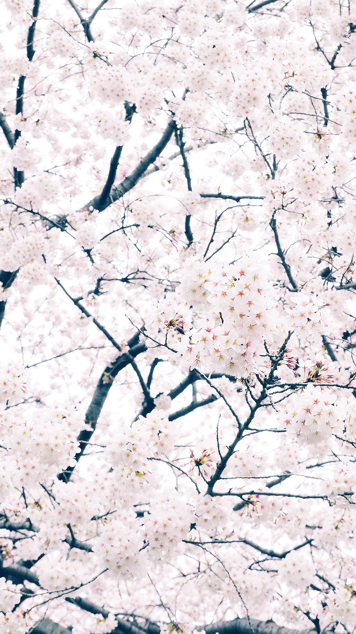 carta da parati sakura iphone,fiorire,ramoscello,albero,fiore,pianta