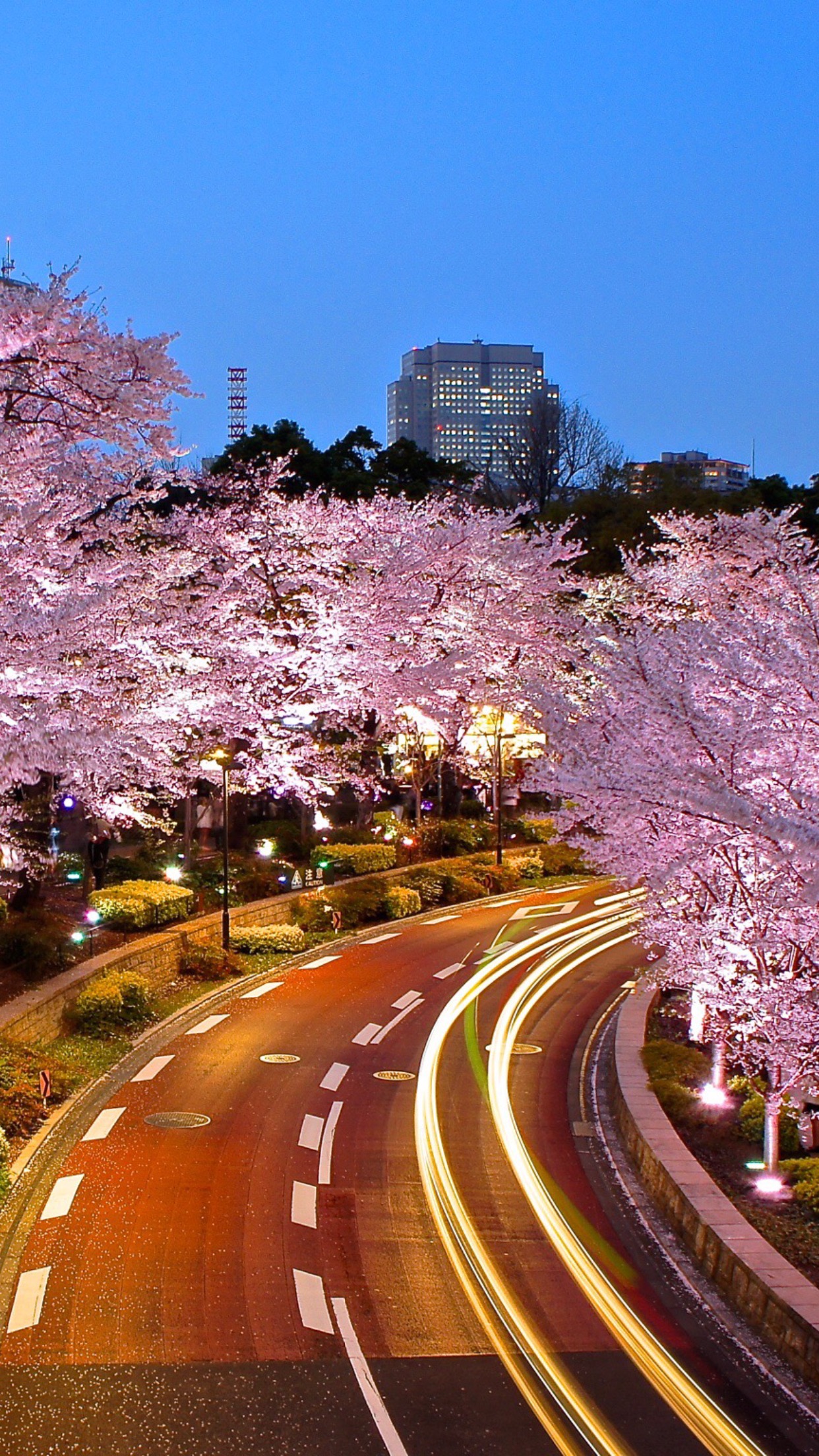 sakura wallpaper iphone,landmark,blossom,flower,spring,cherry blossom