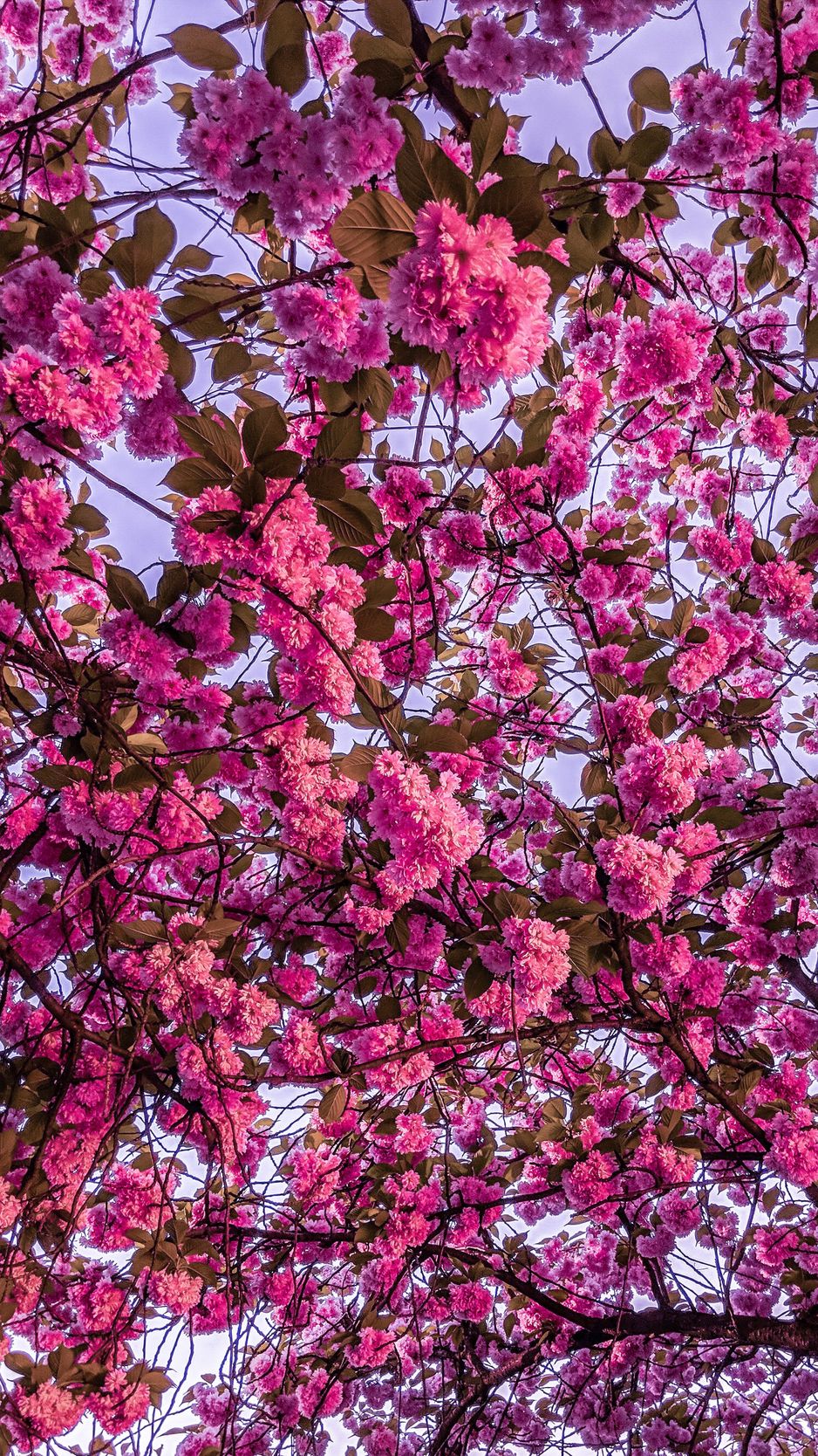 sakura wallpaper iphone,flower,pink,plant,blossom,lilac